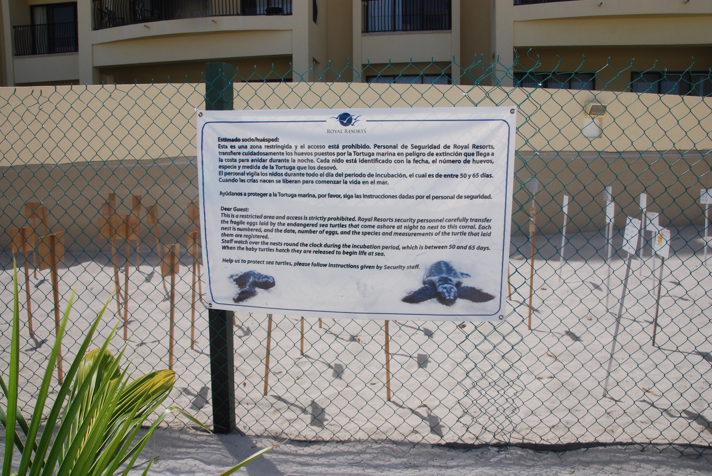 A safe corral for the sea turtle eggs collected along the white sand beach in Cancun Mexico at the Royal Sands Resort. Photo copyright www.PieLadyLife.com